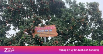 Điều đặc biệt về cây vải thiều 'báu vật' ở Bắc Ninh
