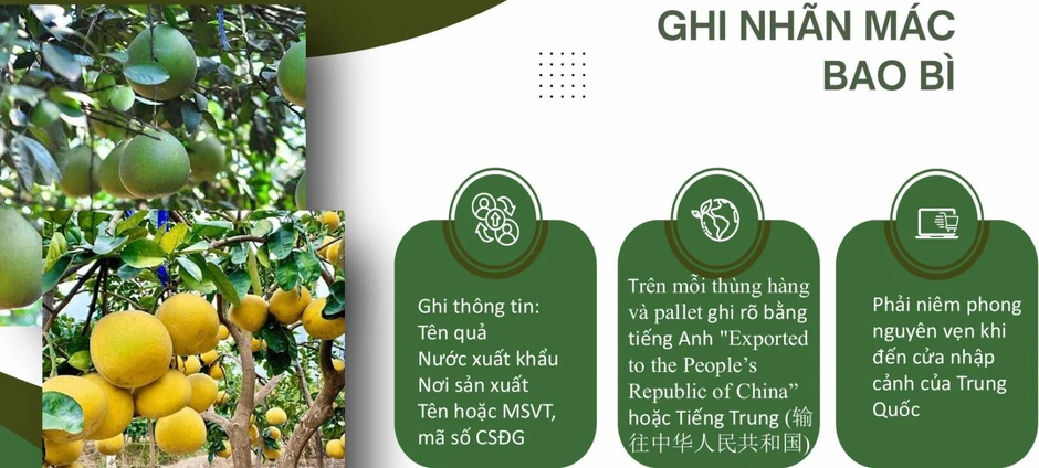 Điều kiện để bưởi, chanh Việt được xuất khẩu chính ngạch sang Trung Quốc Điều kiện để bưởi, chanh Việt được xuất khẩu chính ngạch sang Trung Quốc
