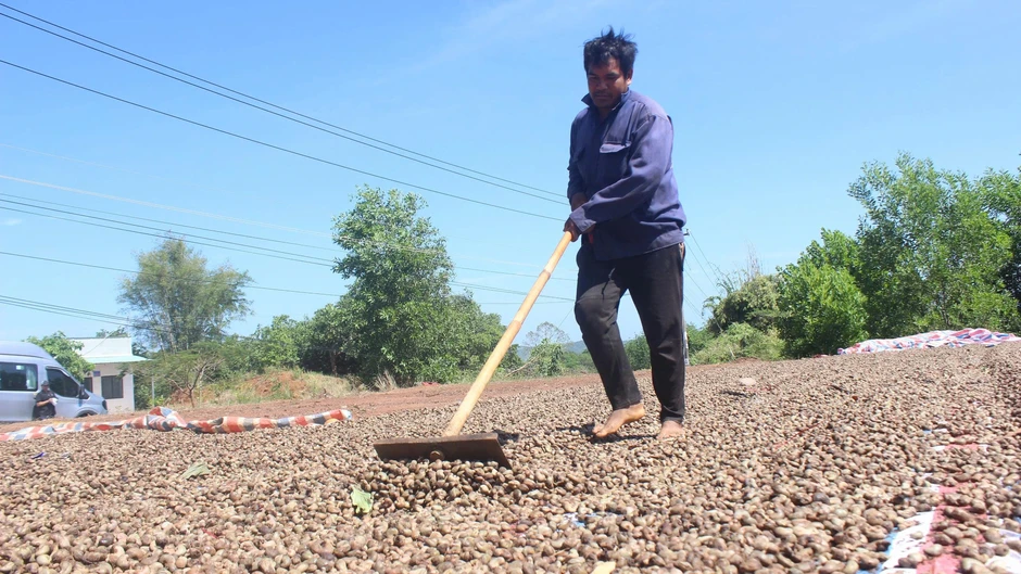 Điều mất mùa vì thời tiết, nông dân hối hả tìm giống mới cứu vãn Điều mất mùa vì thời tiết, nông dân hối hả tìm giống mới cứu vãn