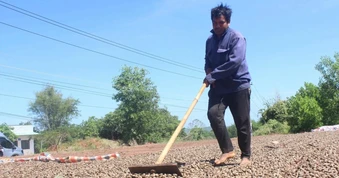Điều mất mùa vì thời tiết, nông dân hối hả tìm giống mới cứu vãn