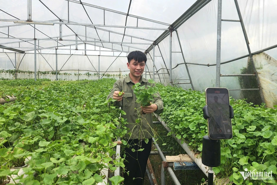 Đổ 3 tỷ rồi trắng tay, 9X Quảng Ninh đổi hướng trồng rau má thu 50 triệu/tháng