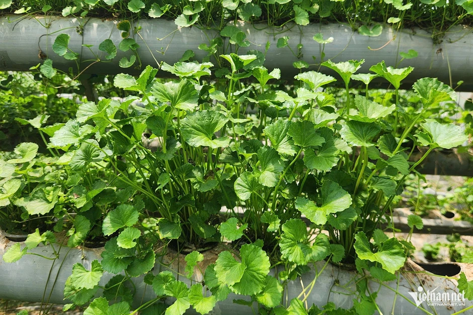 Đổ 3 tỷ rồi trắng tay, 9X Quảng Ninh đổi hướng trồng rau má thu 50 triệu/tháng