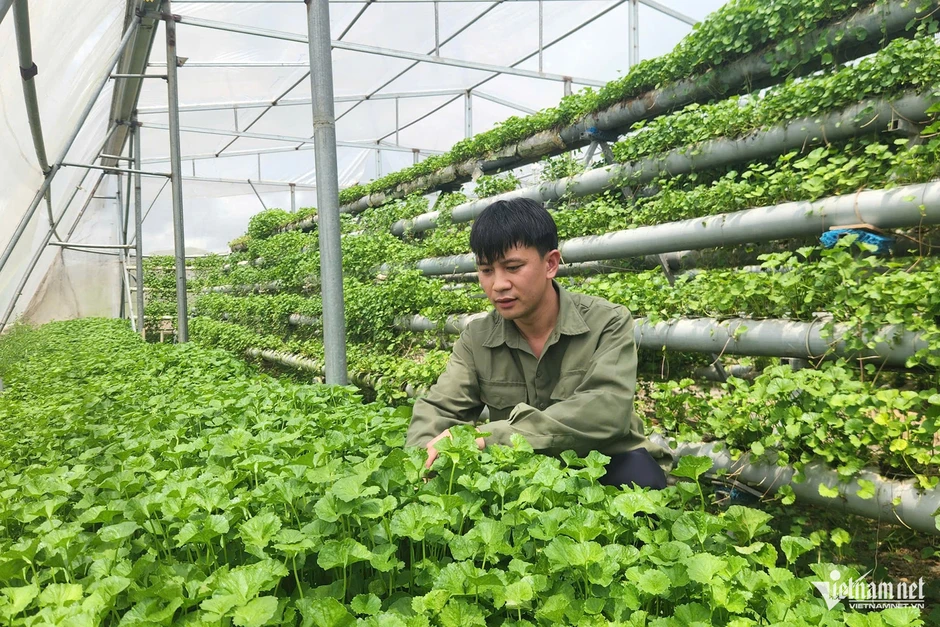 Đổ 3 tỷ rồi trắng tay, 9X Quảng Ninh đổi hướng trồng rau má thu 50 triệu/tháng
