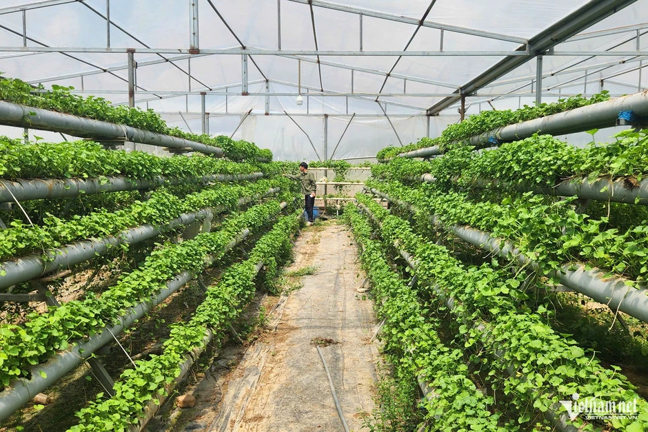 Đổ 3 tỷ rồi trắng tay, 9X Quảng Ninh đổi hướng trồng rau má thu 50 triệu/tháng