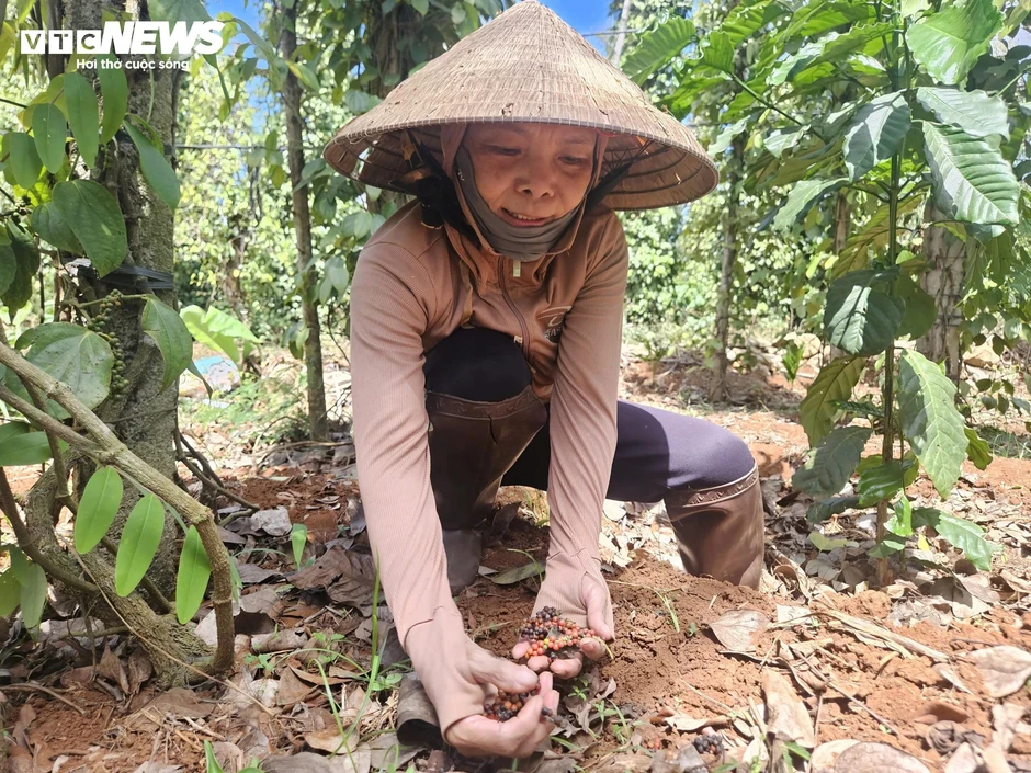 'Đỏ mắt' tìm nhân công hái hồ tiêu ở Đắk Lắk, trái chín rụng đầy vườn 'Đỏ mắt' tìm nhân công hái hồ tiêu ở Đắk Lắk, trái chín rụng đầy vườn