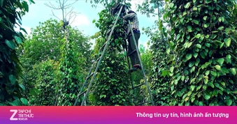 'Đỏ mắt' tìm nhân công hái hồ tiêu ở Đắk Lắk, trái chín rụng đầy vườn