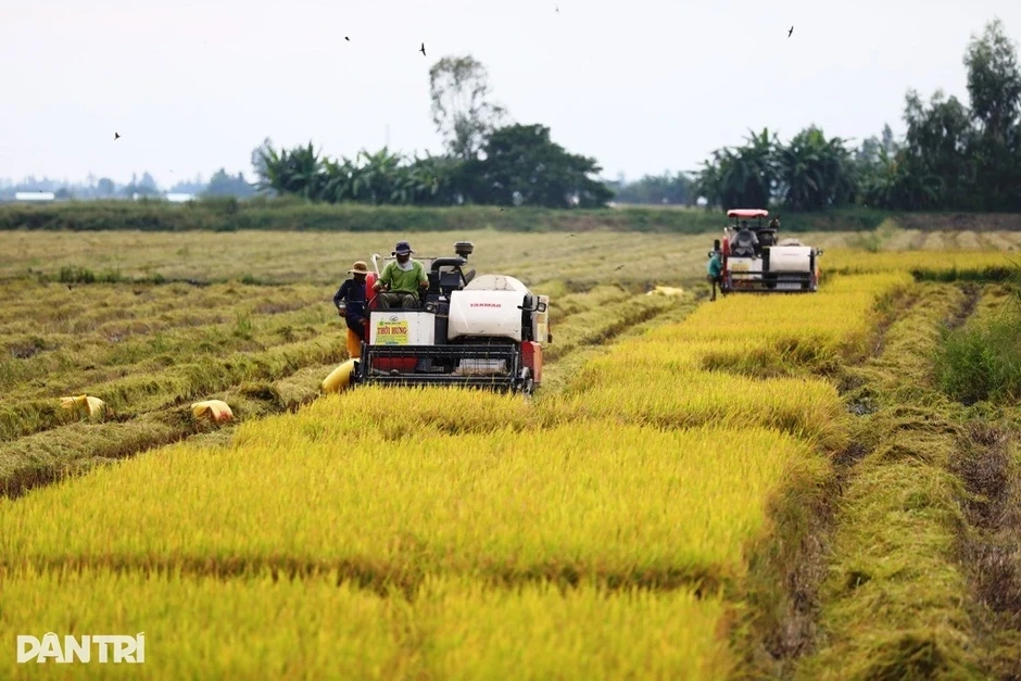 Doanh nghiệp cần có có kế hoạch xuất khẩu gạo phù hợp với từng giai đoạn Doanh nghiệp cần có có kế hoạch xuất khẩu gạo phù hợp với từng giai đoạn