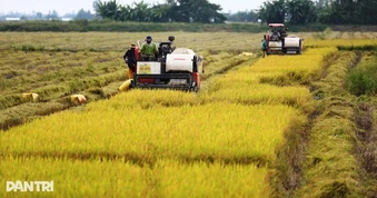 Doanh nghiệp cần có có kế hoạch xuất khẩu gạo phù hợp với từng giai đoạn
