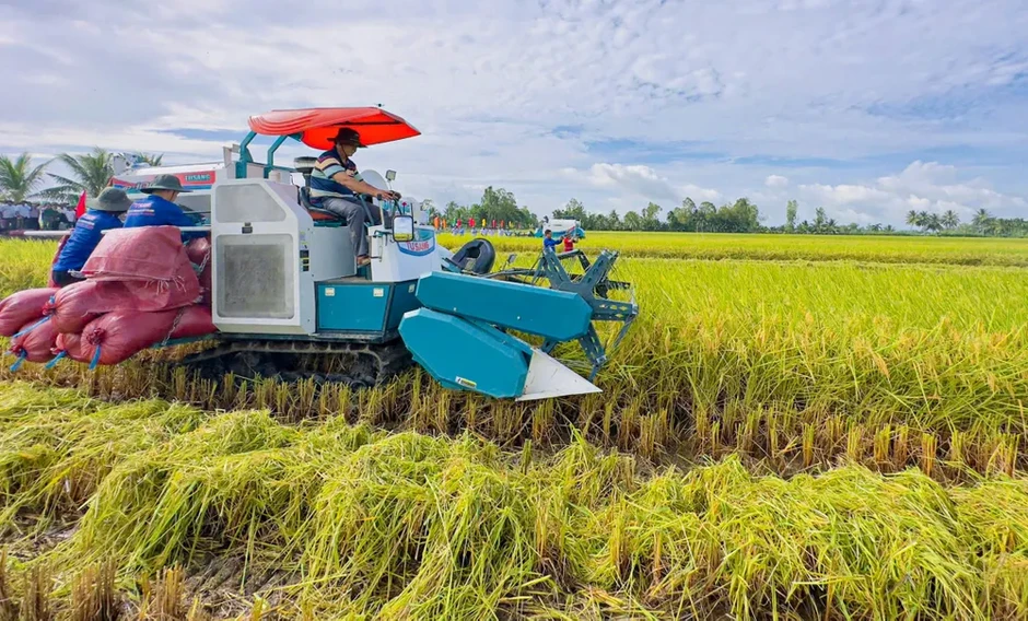 Doanh nghiệp thu mua lúa gạo ở Cần Thơ vẫn khó tiếp cận vốn vay