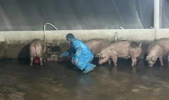 Đồng Nai: Phát hiện gần 2.000 con heo dương tính với chất cấm