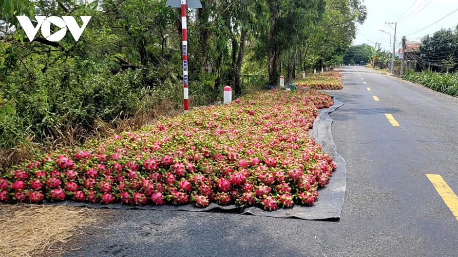 Đồng Tháp: Nhiều loại nông sản dội hàng, sụt giá, nhà nông thua lỗ Đồng Tháp: Nhiều loại nông sản dội hàng, sụt giá, nhà nông thua lỗ