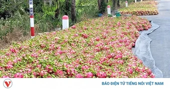 Đồng Tháp: Nhiều loại nông sản dội hàng, sụt giá, nhà nông thua lỗ