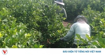 Đồng Tháp: Trái chanh giá đạt kỷ lục, nhà vườn lãi to