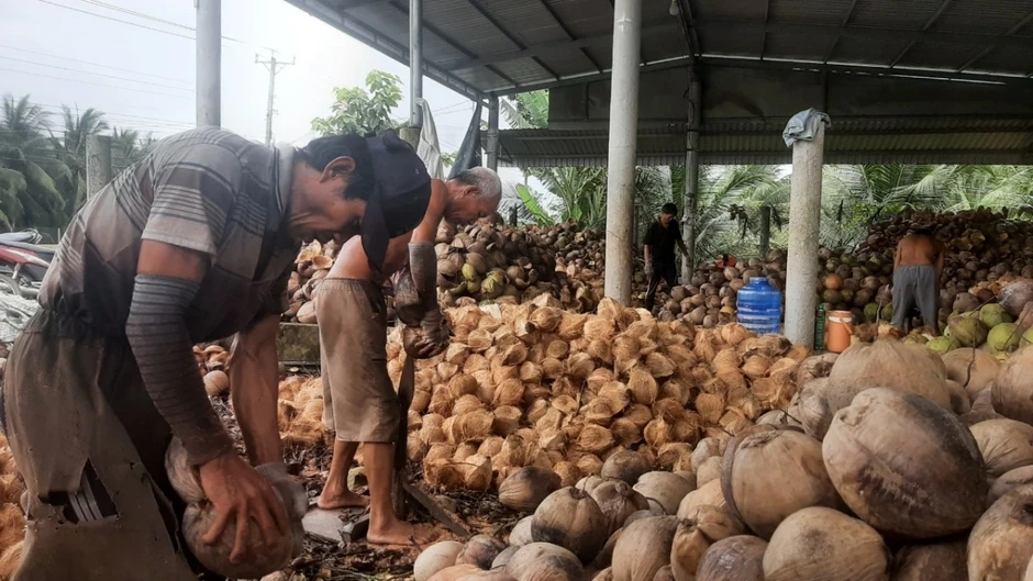 Đồng Tháp, Vĩnh Long: Trái dừa khô lao dốc, nhà vườn lao đao Đồng Tháp, Vĩnh Long: Trái dừa khô lao dốc, nhà vườn lao đao