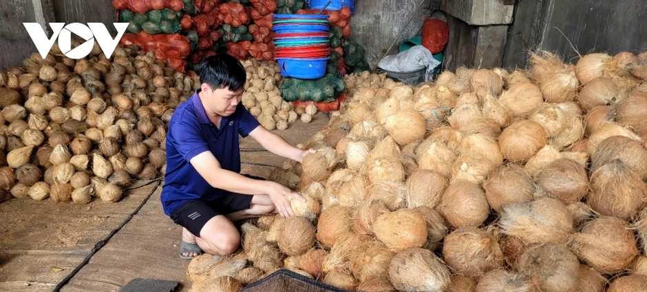 Đồng Tháp, Vĩnh Long: Trái dừa khô lao dốc, nhà vườn lao đao Đồng Tháp, Vĩnh Long: Trái dừa khô lao dốc, nhà vườn lao đao
