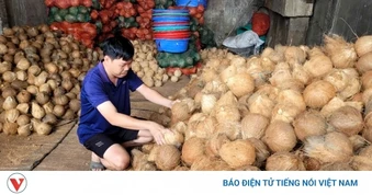Đồng Tháp, Vĩnh Long: Trái dừa khô lao dốc, nhà vườn lao đao