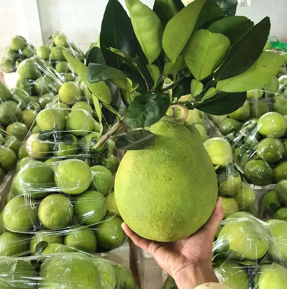 Đồng Tháp, Vĩnh Long xuất khẩu lô bưởi đầu tiên sang thị trường Úc Đồng Tháp, Vĩnh Long xuất khẩu lô bưởi đầu tiên sang thị trường Úc