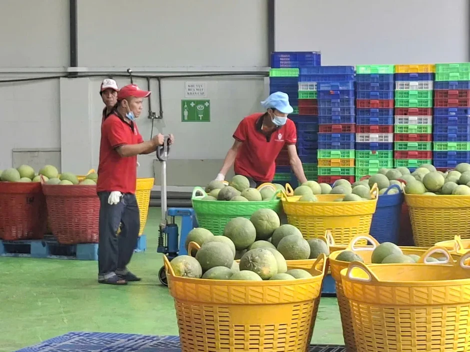 Đồng Tháp, Vĩnh Long xuất khẩu lô bưởi đầu tiên sang thị trường Úc Đồng Tháp, Vĩnh Long xuất khẩu lô bưởi đầu tiên sang thị trường Úc