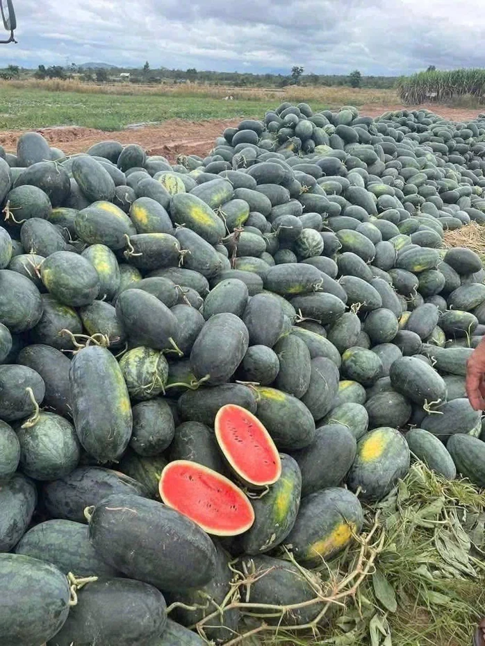 Dưa hấu Gia Lai bán tại ruộng chỉ 5.000 - 6.000 đồng/kg Dưa hấu Gia Lai bán tại ruộng chỉ 5.000 - 6.000 đồng/kg