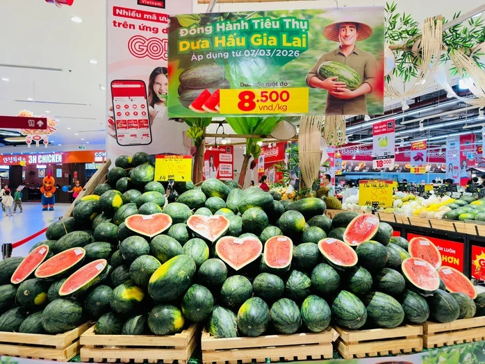 Dưa hấu Gia Lai bán tại ruộng chỉ 5.000 - 6.000 đồng/kg Dưa hấu Gia Lai bán tại ruộng chỉ 5.000 - 6.000 đồng/kg