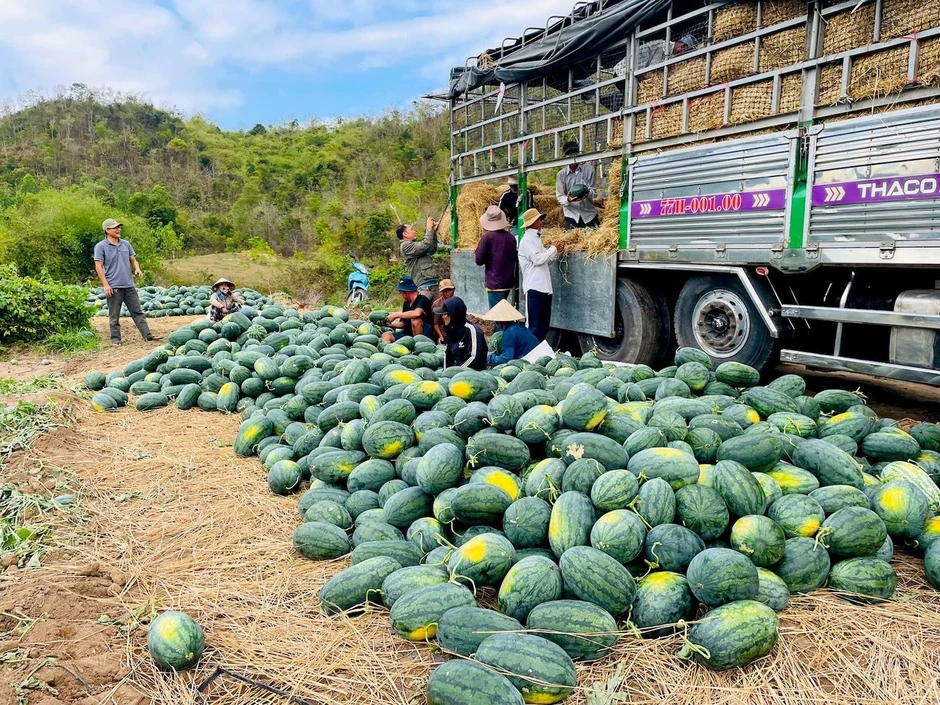Dưa hấu rớt giá thê thảm, cắt lỗ 1.000 đồng/kg Dưa hấu rớt giá thê thảm, cắt lỗ 1.000 đồng/kg