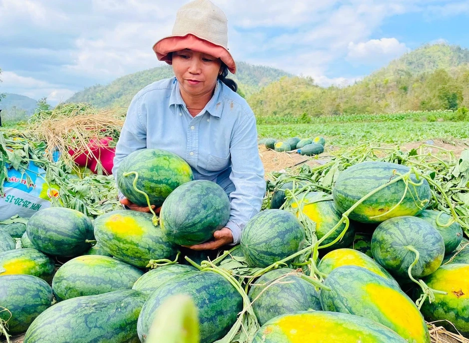 Dưa hấu rớt giá thê thảm, cắt lỗ 1.000 đồng/kg Dưa hấu rớt giá thê thảm, cắt lỗ 1.000 đồng/kg