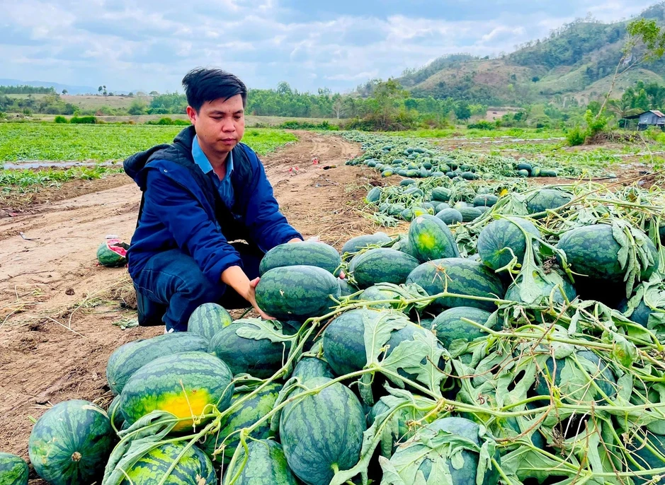 Dưa hấu rớt giá thê thảm, cắt lỗ 1.000 đồng/kg Dưa hấu rớt giá thê thảm, cắt lỗ 1.000 đồng/kg