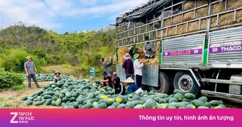 Dưa hấu rớt giá thê thảm, cắt lỗ 1.000 đồng/kg
