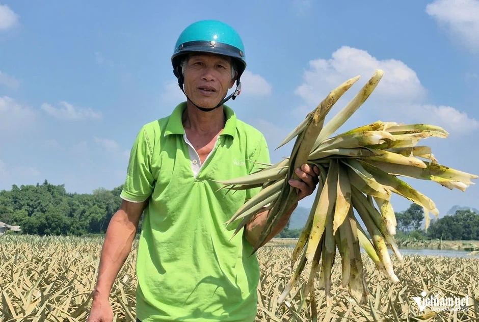 Gần 300ha dứa chìm trong nước, nông dân Thanh Hóa nguy cơ mất trắng trăm tỷ Gần 300ha dứa chìm trong nước, nông dân Thanh Hóa nguy cơ mất trắng trăm tỷ