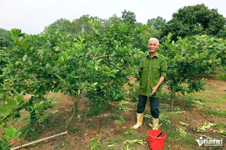 Ghép chanh vàng Mỹ lên gốc bưởi, nông dân Thanh Hóa thu hàng trăm triệu đồng/năm Ghép chanh vàng Mỹ lên gốc bưởi, nông dân Thanh Hóa thu hàng trăm triệu đồng/năm