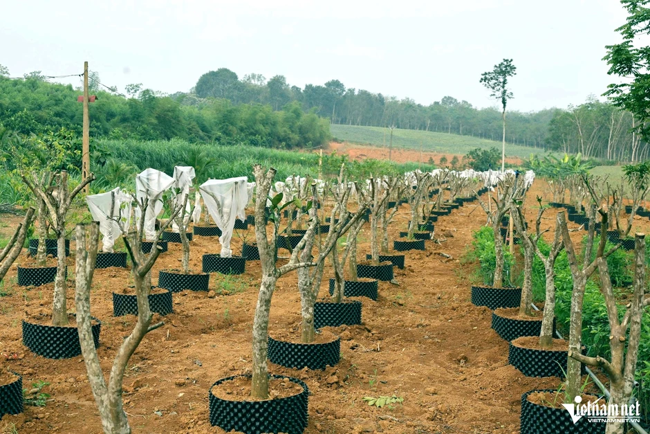 Ghép chanh vàng Mỹ lên gốc bưởi, nông dân Thanh Hóa thu hàng trăm triệu đồng/năm Ghép chanh vàng Mỹ lên gốc bưởi, nông dân Thanh Hóa thu hàng trăm triệu đồng/năm