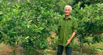 Ghép chanh vàng Mỹ lên gốc bưởi, nông dân Thanh Hóa thu hàng trăm triệu đồng/năm