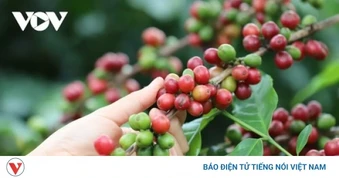 Giá cà phê hôm nay 1/4: Giá cà phê thế giới đảo chiều tăng