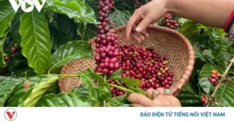 Giá cà phê hôm nay 1/6: Giá cà phê thế giới ổn định trên 2 sàn quốc tế