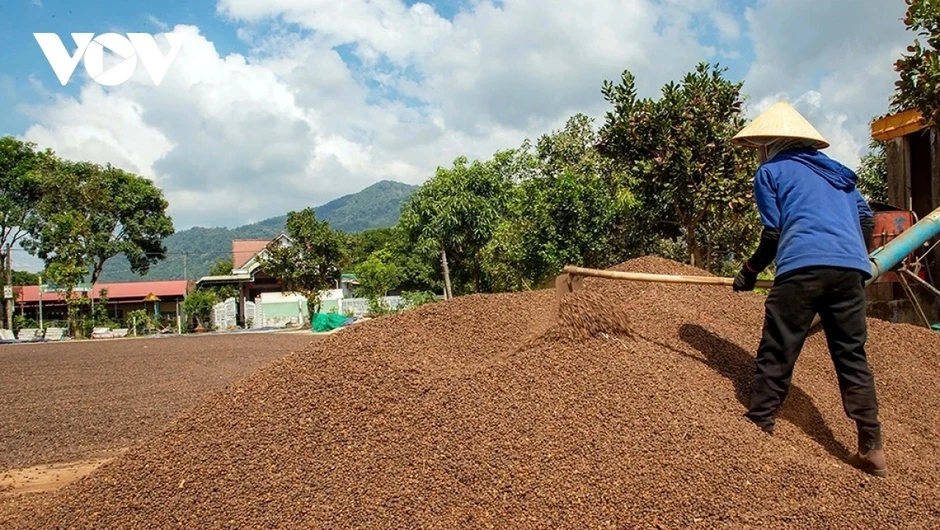 Giá cà phê hôm nay 10/4: Giá cà phê Robusta và Arabica đảo chiều giảm