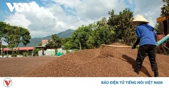 Giá cà phê hôm nay 10/4: Giá cà phê Robusta và Arabica đảo chiều giảm