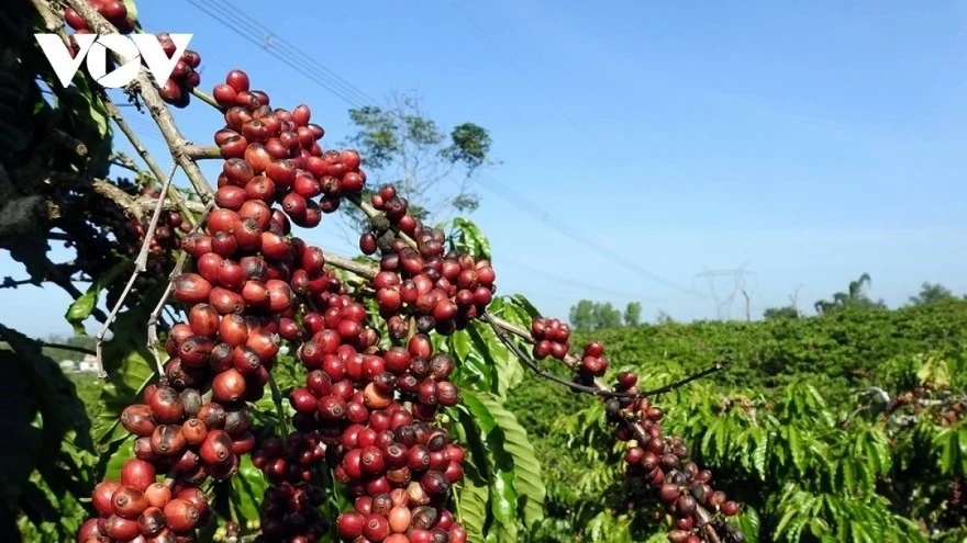 Giá cà phê hôm nay 10/7: Giá cà phê Robusta và Arabica cùng tăng mạnh Giá cà phê hôm nay 10/7: Giá cà phê Robusta và Arabica cùng tăng mạnh