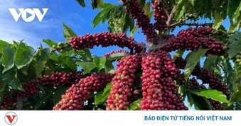 Giá cà phê hôm nay 11/3: Giá cà phê trong nước giảm