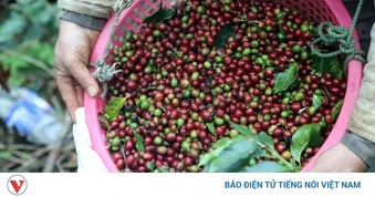 Giá cà phê hôm nay 11/4: Giá cà phê trong nước tăng 200 đồng/kg