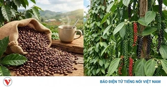Giá cà phê hôm nay 11/5: Giá cà phê trong nước và thế giới cùng đi ngang