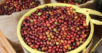 Giá cà phê hôm nay 11/8: Diễn biến trái chiều