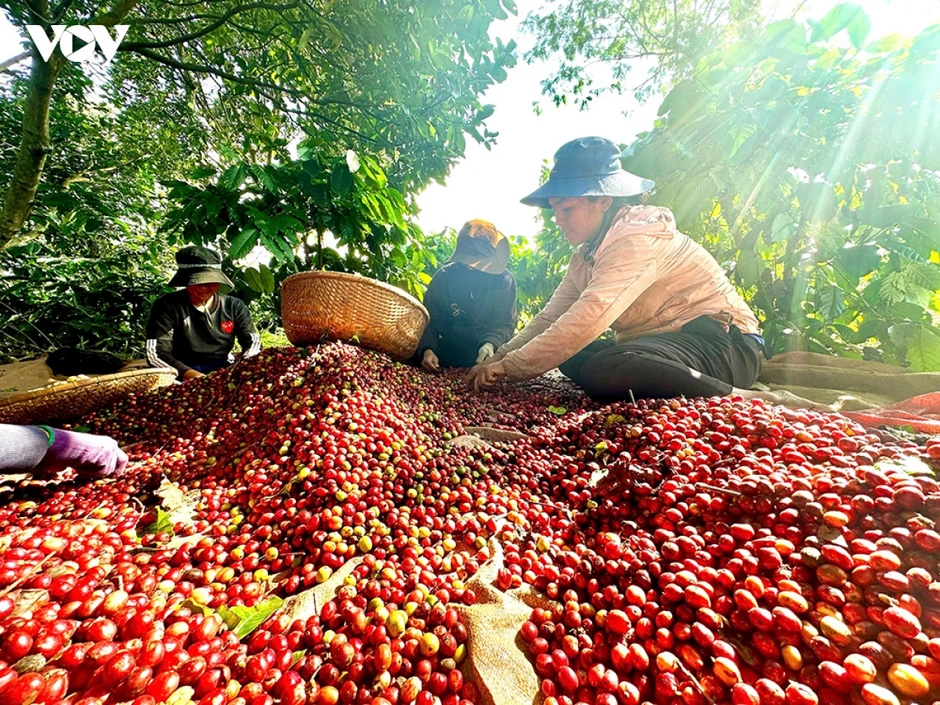 Giá cà phê hôm nay 11/8: Giá cà phê trung bình ở mức 97.100 đồng/kg