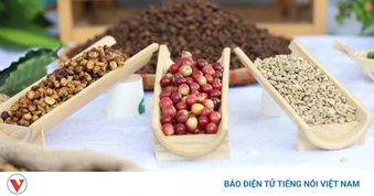 Giá cà phê hôm nay 11/8: Giá cà phê trung bình ở mức 97.100 đồng/kg