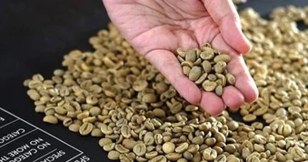 Giá cà phê hôm nay 12/8: Hướng tới mốc 98.000 đồng/kg