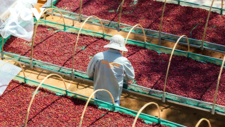 Giá cà phê hôm nay 13/3: Cà phê trong nước cao nhất 92.800 đồng/kg Giá cà phê hôm nay 13/3: Cà phê trong nước cao nhất 92.800 đồng/kg