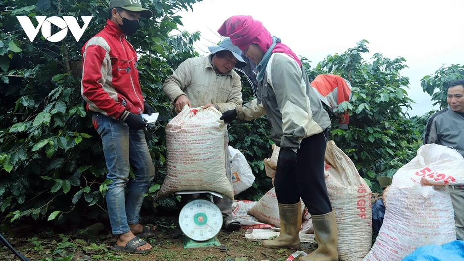 Giá cà phê hôm nay 13/4: Cà phê trong nước cao nhất 85.800 đồng/kg Giá cà phê hôm nay 13/4: Cà phê trong nước cao nhất 85.800 đồng/kg