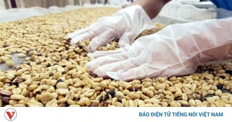 Giá cà phê hôm nay 13/4: Cà phê trong nước cao nhất 85.800 đồng/kg
