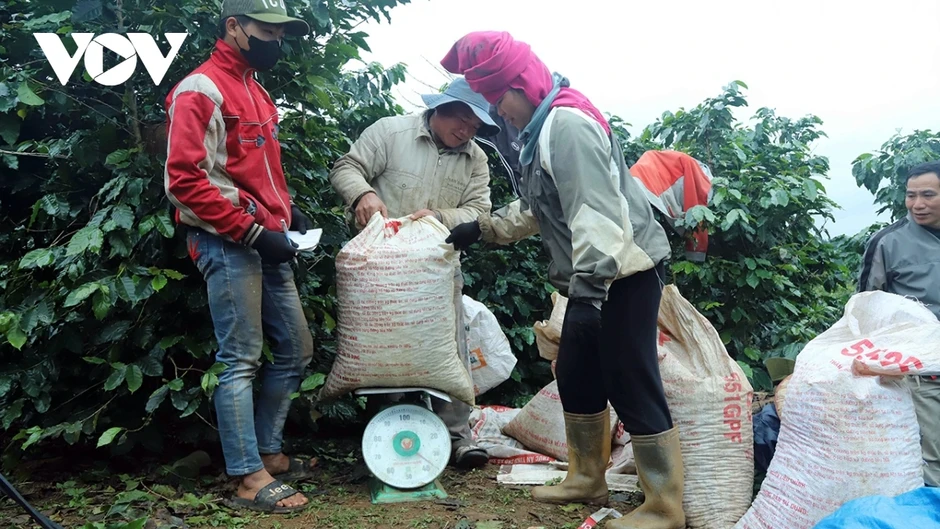 Giá cà phê hôm nay 13/4: Cà phê trong nước tăng 300 đồng/kg