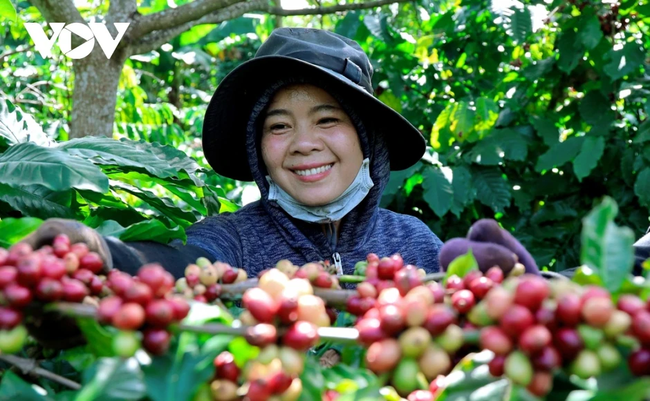Giá cà phê hôm nay 13/5: Giá cà phê trong nước cao nhất 88.200 đồng/kg Giá cà phê hôm nay 13/5: Giá cà phê trong nước cao nhất 88.200 đồng/kg