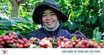 Giá cà phê hôm nay 13/5: Giá cà phê trong nước tăng 1.000 đồng/kg